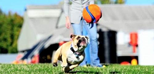 Chuckit Kick Fetch Ball Dog Toy, Small (6 Inch)