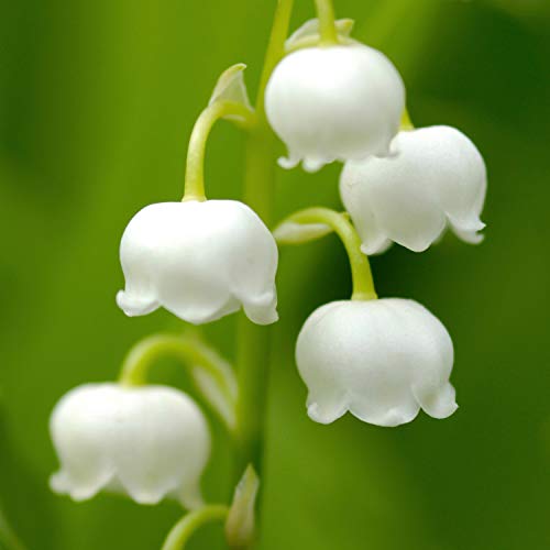 Women's Perfume, Fragrance by Paul Sebastian, Day or Night Scent, Eau de Parfum, CASUAL, 3.4 Fl Oz