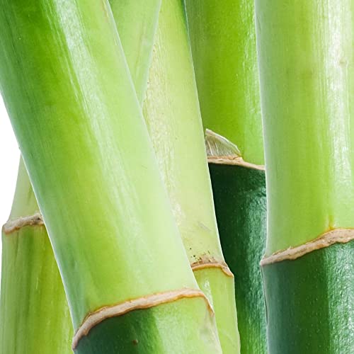 Men's Cologne Fragrance Spray by Curve, Casual Cool Day or Night Scent, Curve Wave, 4.2 Fl Oz