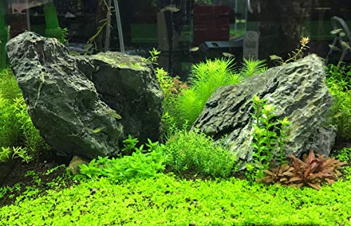 Seachem Flourish Excel Bioavailable Carbon - Organic Carbon Source for Aquatic Plants 2L