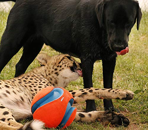Chuckit Kick Fetch Ball Dog Toy, Small (6 Inch)
