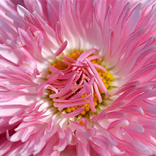 Fotodiox 58mm Macro Reverse Adapter for Mounting Lenses with 58mm Filter Threads on Canon EOS EF/EF-s Cameras