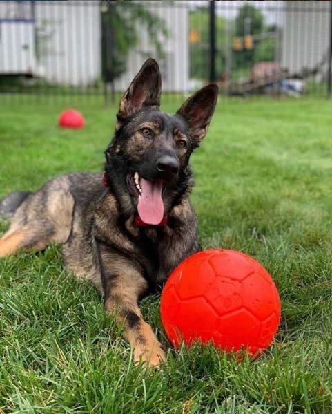 Jolly Pets Large Soccer Ball Floating-Bouncing Dog Toy, 8 inch Diameter, Orange