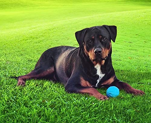 Pet Qwerks Talking Babble Ball - Interactive Chew Dog Toy - Small