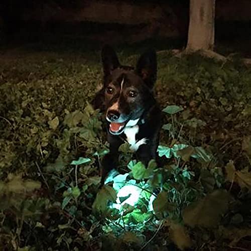Chuckit Max Glow Ball Dog Toy, Medium (2.5 Inch Diameter) for dogs 20-60 lbs, Pack of 1