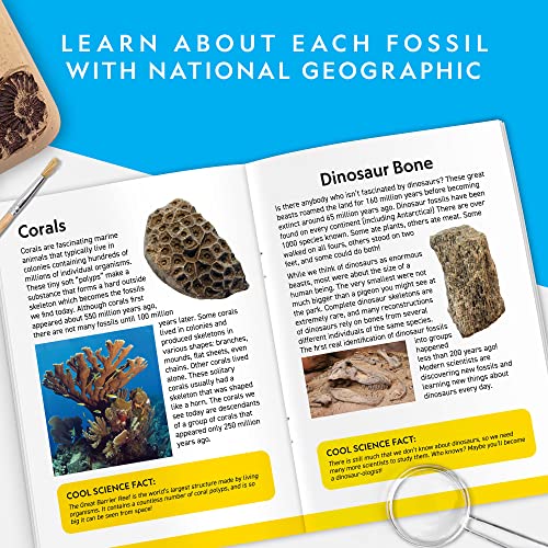 NATIONAL GEOGRAPHIC Mega Fossil Dig Kit - Excavate 15 Prehistoric Fossils Including Dinosaur Bones and Shark Teeth, Educational Toys, Great Science Kit Gift for Girls and Boys (Amazon Exclusive)