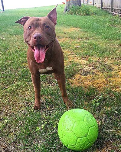 Jolly Pets Large Soccer Ball Floating-Bouncing Dog Toy, 8 inch Diameter, Apple Green
