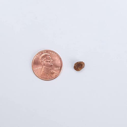 Health Extension Little Bites Dry Dog Food, Natural Food with Added Vitamins and Minerals, Suitable for Teacup, Toy and Miniature Dogs, Chicken and Brown Rice Recipe (10 Pound / 4.5 Kg)