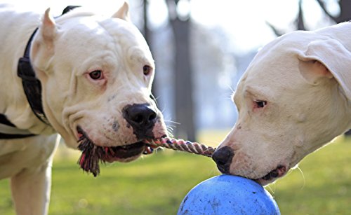 Jolly Pets Romp-n-Roll Rope and Ball Dog Toy, 6 Inches/Medium, Blueberry, Model Number: 606 BB, All Breed Sizes