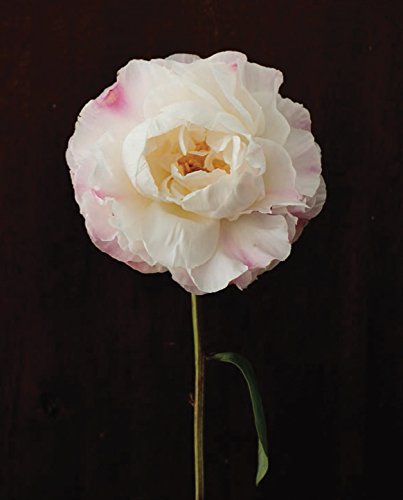 Pretty Peonies: 20 Different Notecards and Envelopes (Floral Stationery Set, Flower Photography Notecards)