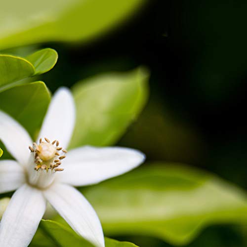 Alfred Sung HEI Cologne For Men, Eau De Toilette Spray Vaporisation for Day or Night, 3.4 oz