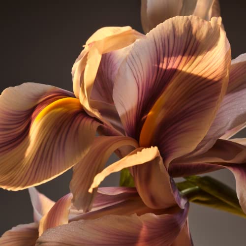 Hugo Boss Bottled Parfum, 1.6 Fl. Oz, 6.7 Fl. Oz