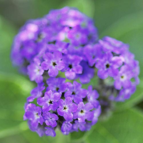 Women's Perfume, Fragrance by Paul Sebastian, Day or Night Scent, Eau de Parfum, CASUAL, 3.4 Fl Oz