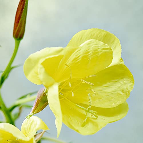 Weleda Skin Revitalizing Eye and Lip Cream , Unscented, 0.34 Fl Oz