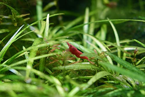 Seachem Purigen Organic Filtration Resin - Fresh and Saltwater 250ml