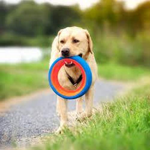 ChuckIt! Fetch Wheel Toy for Dogs, Small