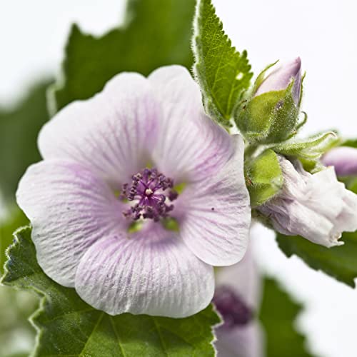 Weleda Baby White Mallow Diaper Care Cream, 1.7 Fluid Ounce, Fragrance Free Plant Rich Protection with White Mallow, Pansy, Sesame and Coconut Oils