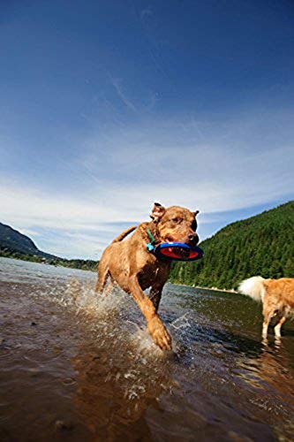 Chuckit! Zipflight Dog Toy, Small