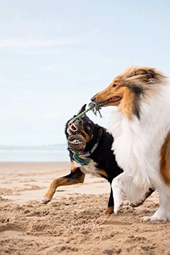 Pet Qwerks X-Tire Ball Dog Toys - Rope Interactive Chew Toy - Medium