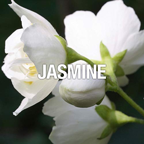 Curve Spark Eau De Toilette Perfume Spray, Perfume for Women 1.0oz