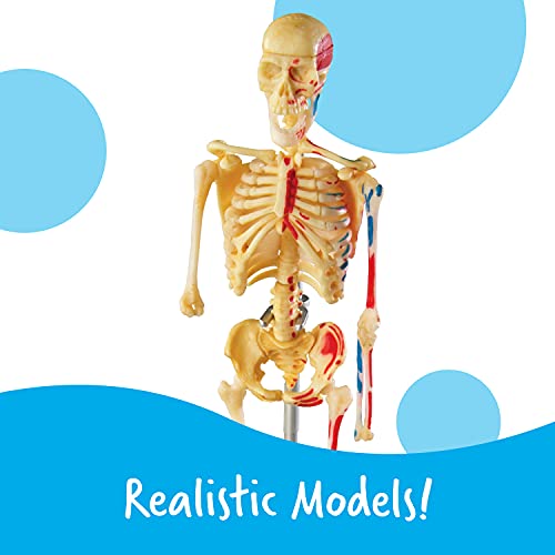 Learning Resources Anatomy Models Bundle Set - 4 STEM Anatomy Demonstration Tools, Ages 8+ Classroom Demonstration Tools, Teacher Supplies