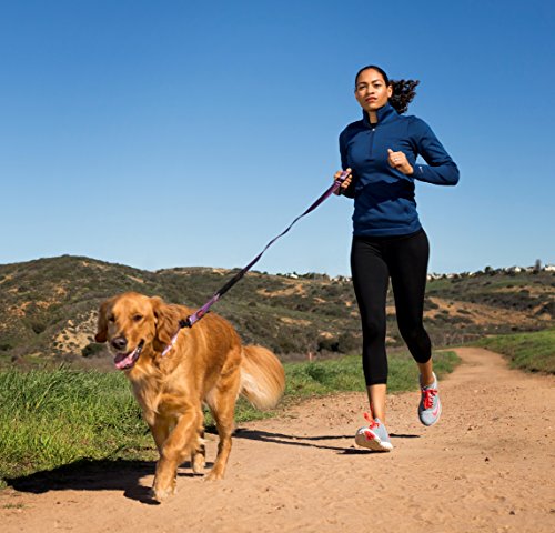 The Company of Animals - Halti All-In-One Lead (6' 6'), Large, Purple, Halti All-In-One-Leash Purple Large