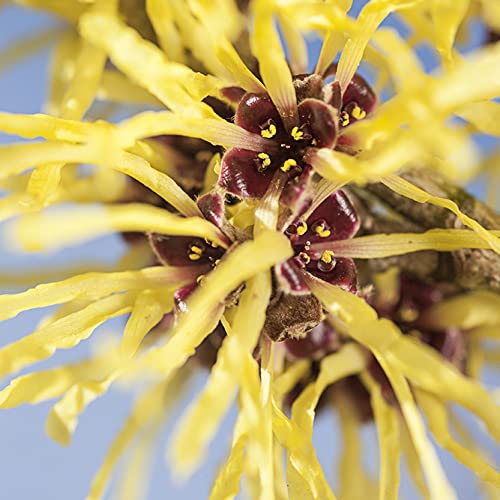 Weleda Weleda Gentle Cleansing Milk - 3.4 Ounce, 3.4 Ounces