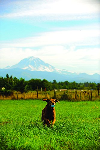 ChuckIt! Dog Fetch Ball Medley Trio, Small, 3 Pack