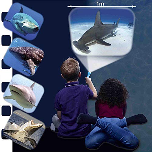 Brainstorm Toys: Shark Torch and Projector, Projects 24 Fascinating Colour Shark Images onto Walls and Ceilings, Includes 3 Slide Discs, Batteries Included, For Ages 3 and up