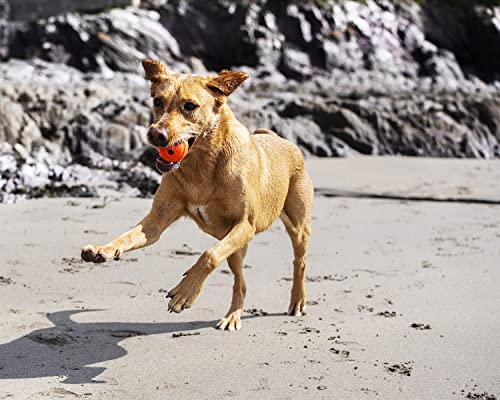 ChuckIt! High-Bounce Rubber Dog Fetch Ball, Small (Colors Vary) 2 Pack, for Large Breeds