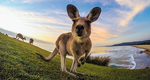 GoPro Tripod Mounts (All GoPro Cameras) - Official GoPro Mount, Black