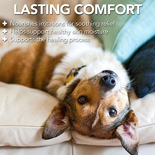 Vet’s Best Dog Hot Spot Itch Relief Spray | Relieves Dog Dry Skin, Rash, Scratching, Licking, Itchy Skin, and Hot Spots | No-Sting and Alcohol Free | 8 Ounces
