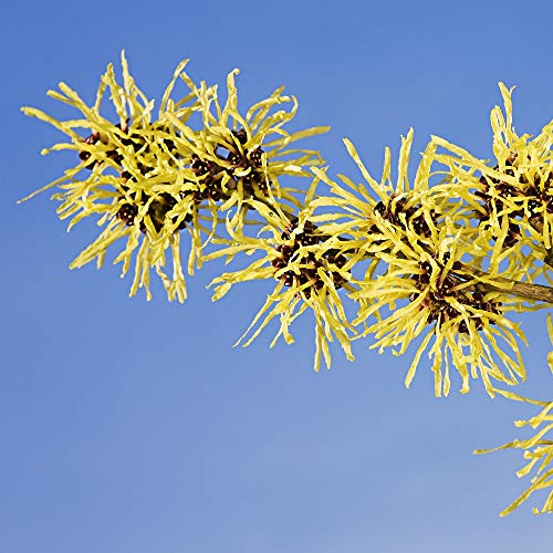 Weleda Refining Toner Natural Facial Care - 3.4 Oz, 3.4 Ounces