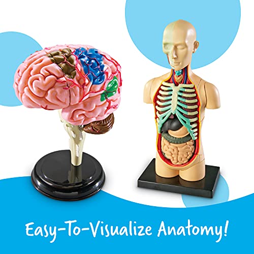 Learning Resources Anatomy Models Bundle Set - 4 STEM Anatomy Demonstration Tools, Ages 8+ Classroom Demonstration Tools, Teacher Supplies
