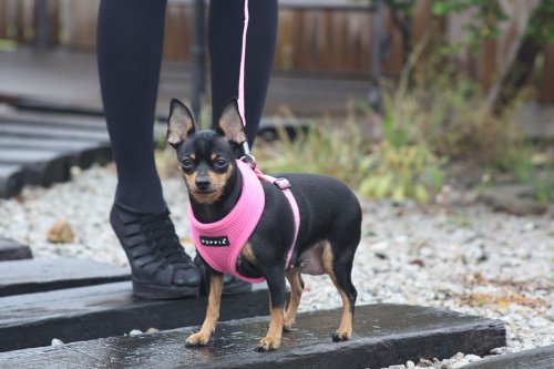 Puppia Two Tone Dog Lead Strong Durable Comfortable Grip Walking Training Leash for Small and Medium Dog, Royal Blue, Medium