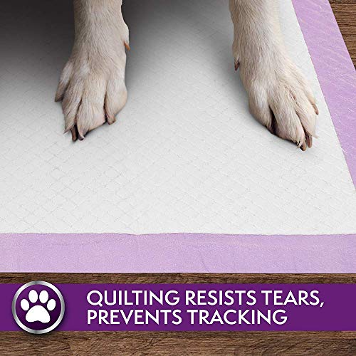 Simple Solution 6-Layer All Day Premium Dog Pads, 23 x 24, Lavender Scent, 50 pads