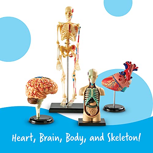 Learning Resources Anatomy Models Bundle Set - 4 STEM Anatomy Demonstration Tools, Ages 8+ Classroom Demonstration Tools, Teacher Supplies