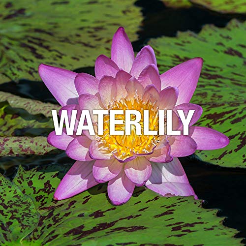 Curve for Women, Eau De Toilette Spray, Perfume for Women, Sparkling, 1.7oz