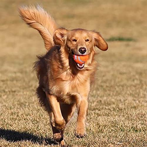 Chuckit Dog Tennis Ball Dog Toy, Medium (2.5 Inch Diameter) for dogs 20-60 lbs, Pack of 4