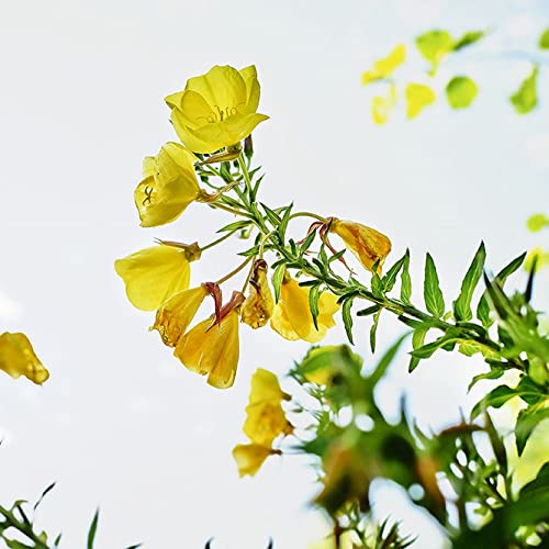 Weleda Skin Revitalizing Eye and Lip Cream , Unscented, 0.34 Fl Oz