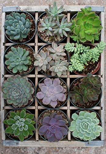 Ravensburger Puzzle Moment: Green 300 Piece Jigsaw Puzzle for Adults - 12967 - Every Piece is Unique, Softclick Technology Means Pieces Fit Together Perfectly