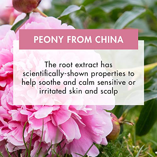 Klorane Shampoo with Peony, Soothing Relief for Dry Itchy Flaky Sensitive Scalp, pH Balanced, Provides Scalp Comfort, 13.5 fl. oz.