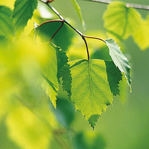 Weleda Birch Body Cleansing Scrub, 5 Fluid Ounce, Plant Rich Cleanser with Birch and Apricot Kernel Oils