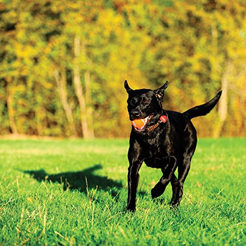 Chuckit Dog Tennis Ball Dog Toy, Medium (2.5 Inch Diameter) for dogs 20-60 lbs, Pack of 4