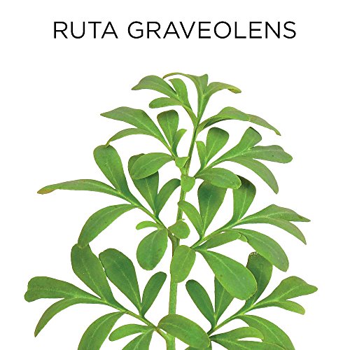 Similasan Aging Eye Relief 0.33 Fluid Ounce, for Temporary Relief from Dry Eyes, Irritated Eyes, Burning Eyes, Cloudy Vision or Blurry Vision, Formulated with Natural Active Ingredients