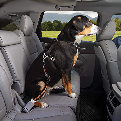 Kurgo Direct to seat belt Tether for Dogs, Car seat belt for Pets, Adjustable Dog Safety Belt Leash, Quick and Easy Installation, Works with Any Pet Harness, Carabiner, Swivel, Bungee, Zipline