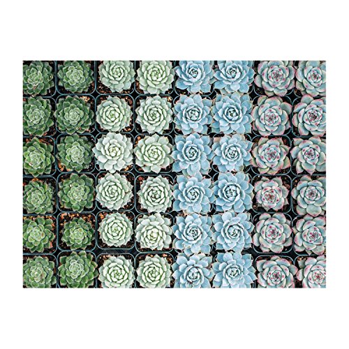 Galison Succulent Garden 500 Piece Double Sided Jigsaw Puzzle for Adults and Families, Fun Family Puzzle with Plants and Succulent Theme, Multicolor