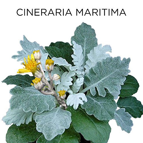 Similasan Aging Eye Relief 0.33 Fluid Ounce, for Temporary Relief from Dry Eyes, Irritated Eyes, Burning Eyes, Cloudy Vision or Blurry Vision, Formulated with Natural Active Ingredients