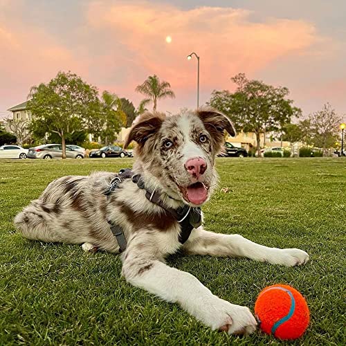 Chuckit Dog Tennis Ball Dog Toy, Medium (2.5 Inch Diameter) for dogs 20-60 lbs, Pack of 4