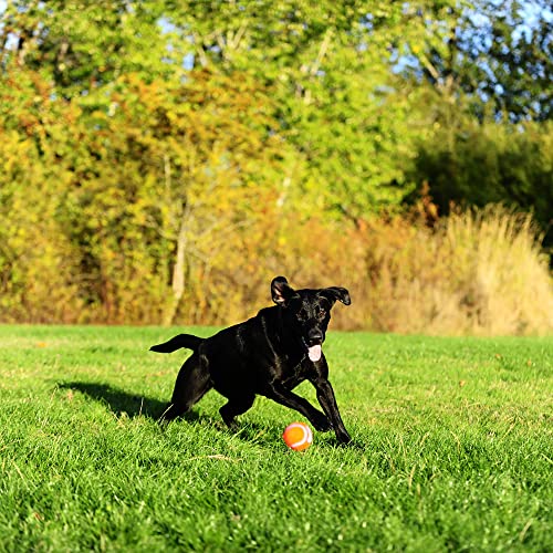 Chuckit Dog Tennis Ball Dog Toy, Medium (2.5 Inch Diameter) for dogs 20-60 lbs, Pack of 4